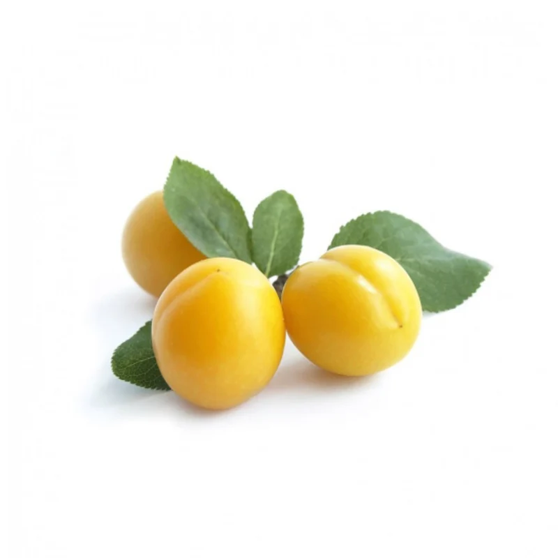 PLUMS - YELLOW