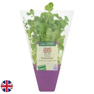 CORIANDER